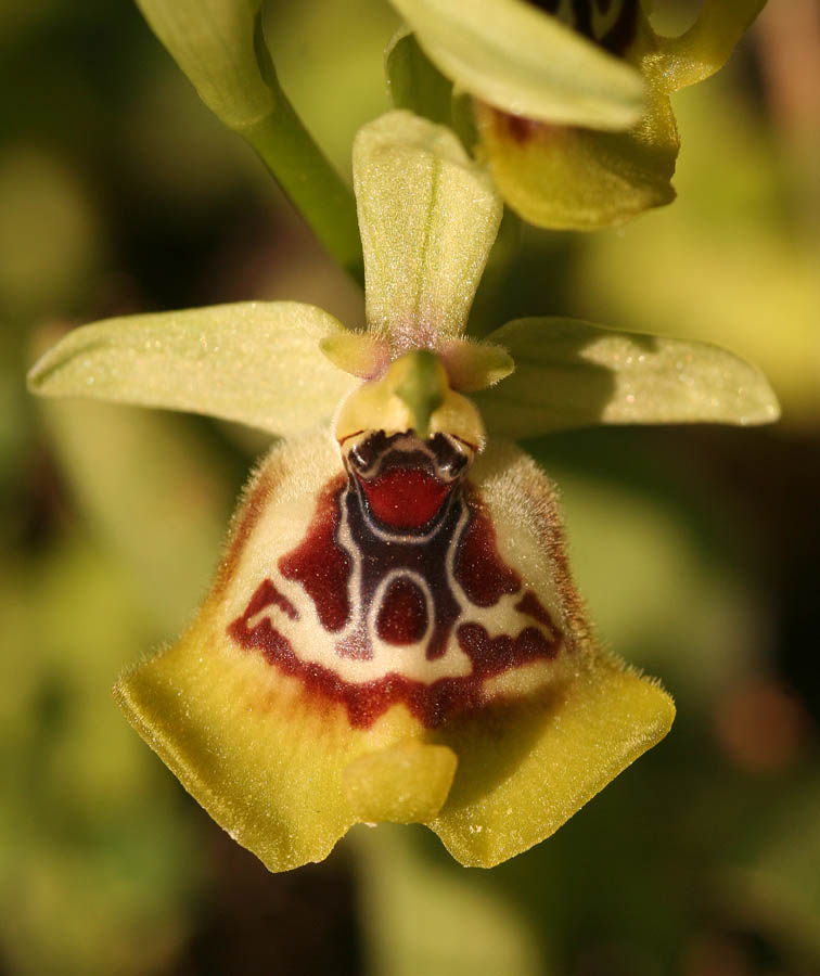 Ophrys oxyrrhynchos, Ophrys lacaitae e loro ibrido